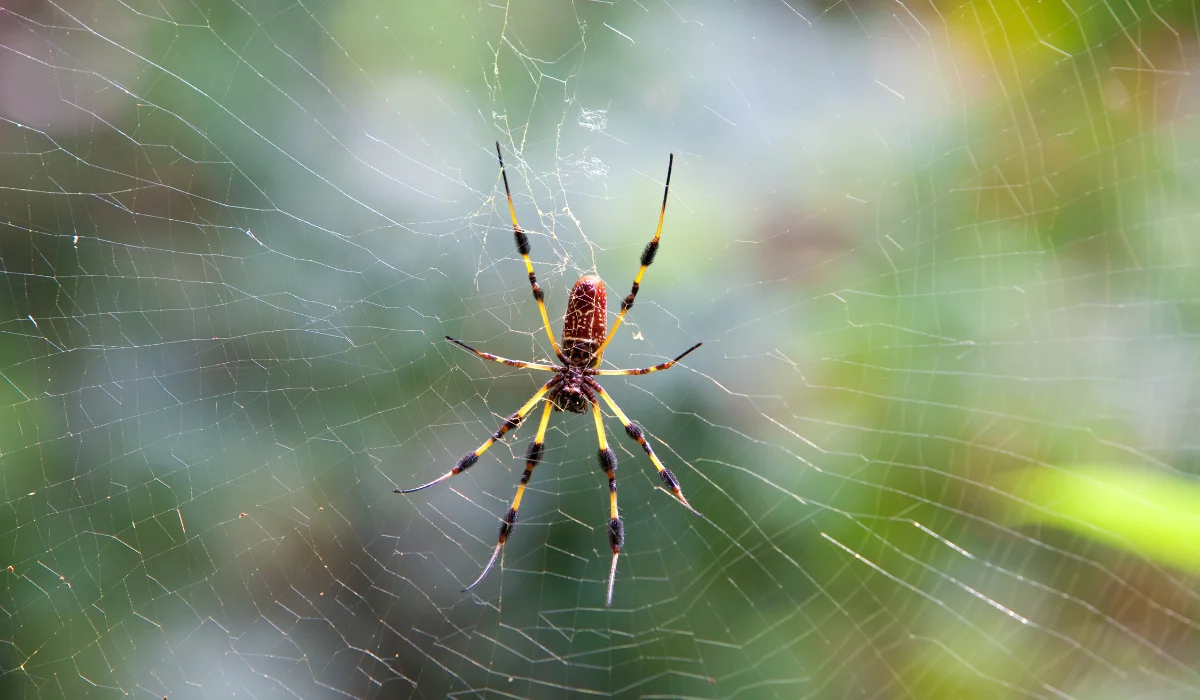 golden orb weaver