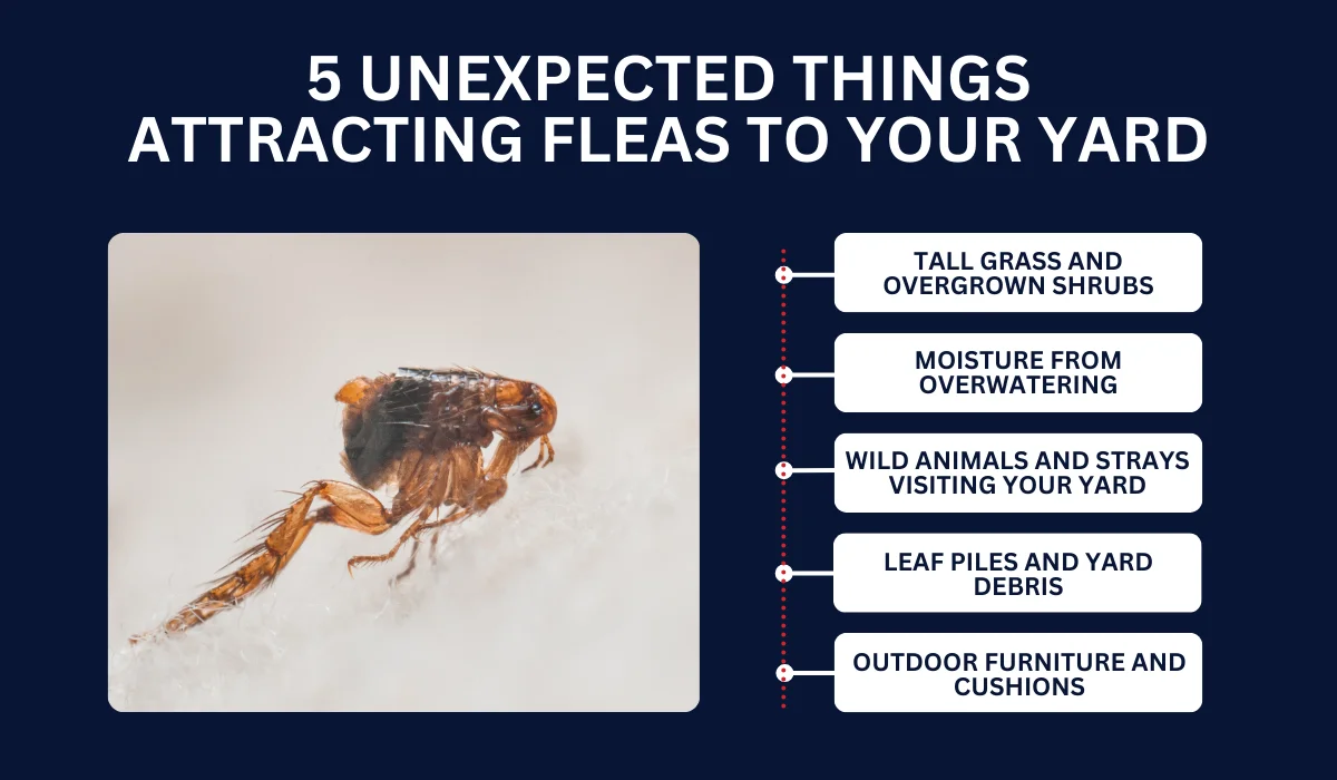 5 Unexpected Things Attracting Fleas to Your Yard