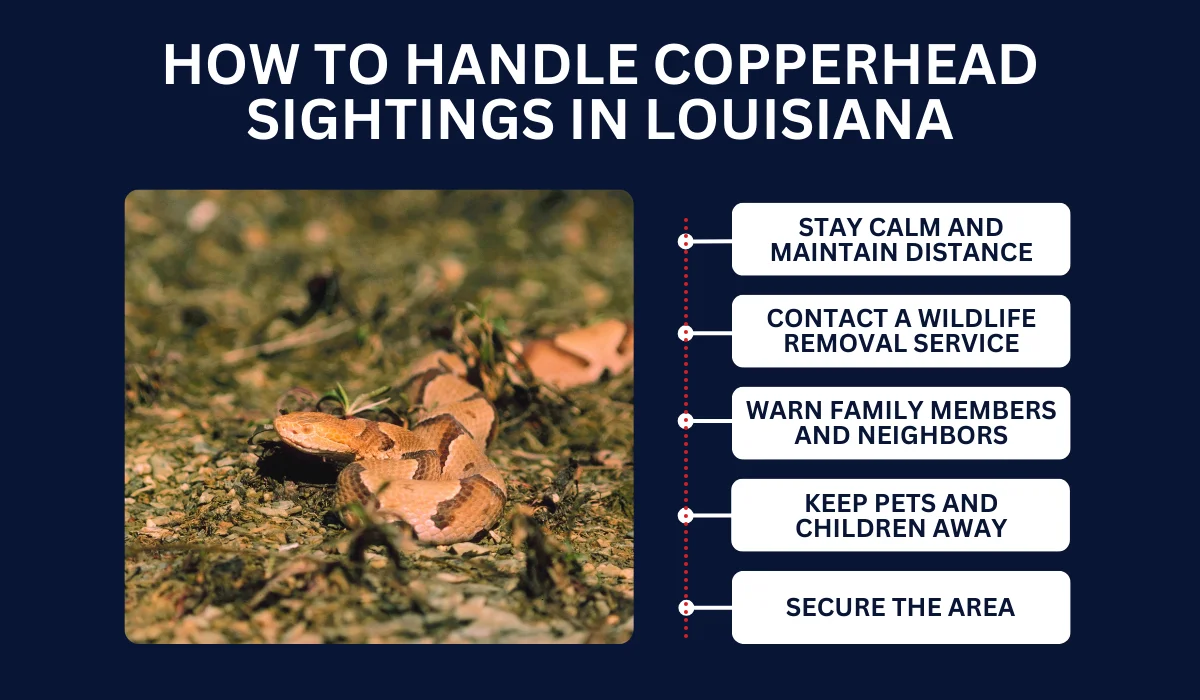 HANDLE COPPERHEAD SIGHTINGS