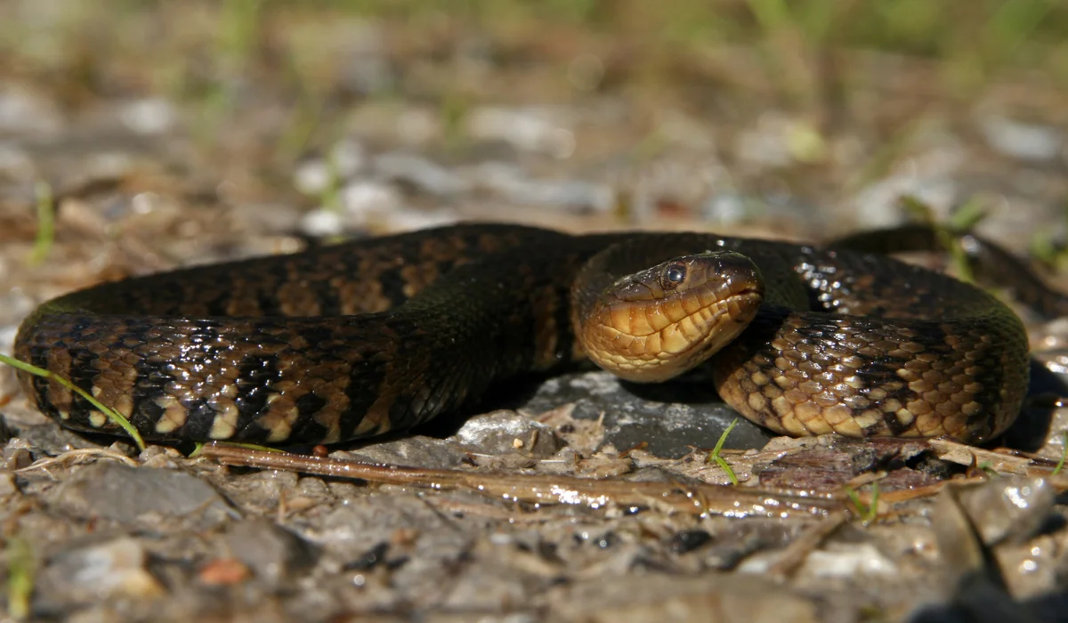 Mississippi Green Water Snake