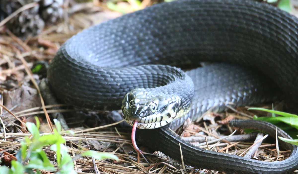 Plain-Bellied Water Snake