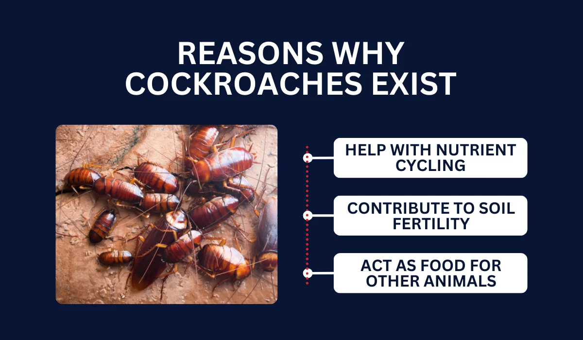 REASONS WHY COCKROACHES EXIST