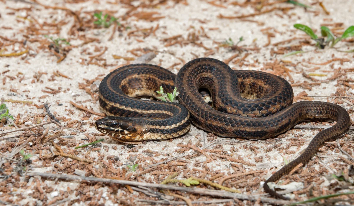 Salt Marsh Snake