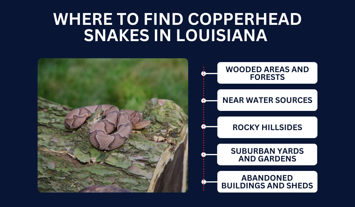 WHERE TO FIND COPPERHEAD SNAKES