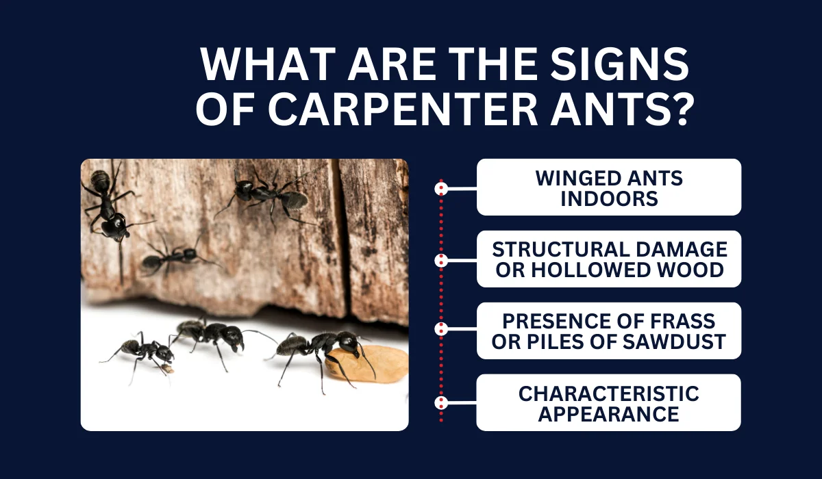 signs of carpenter ants