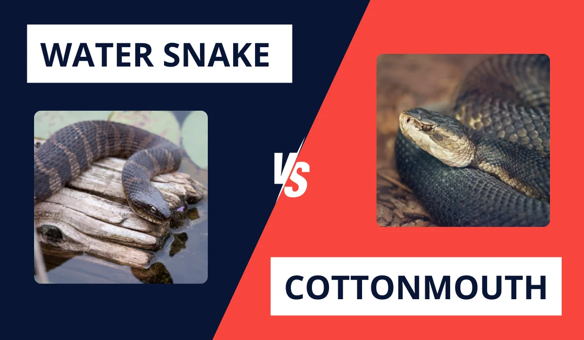 LOUISIANA WATER SNAKE VS. COTTONMOUTH