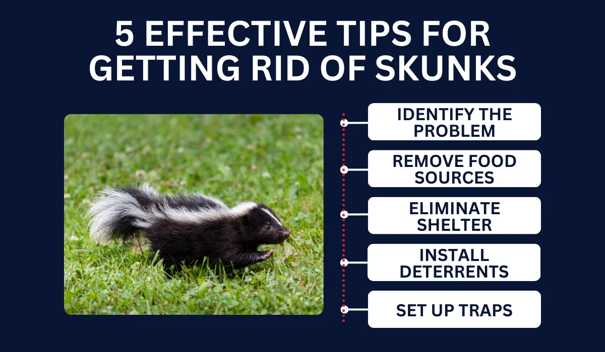 Tips for Getting Rid of Skunks