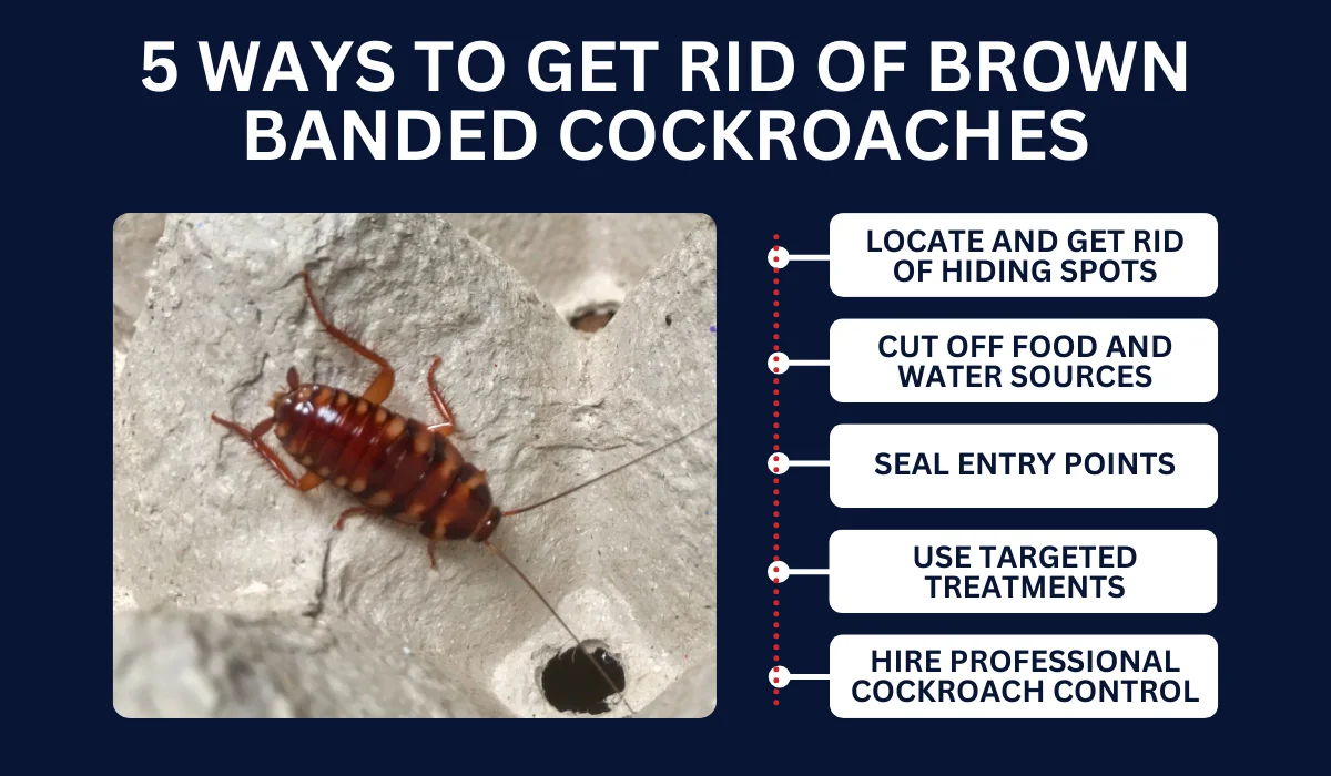 Ways to Get Rid of Brown Banded Cockroach