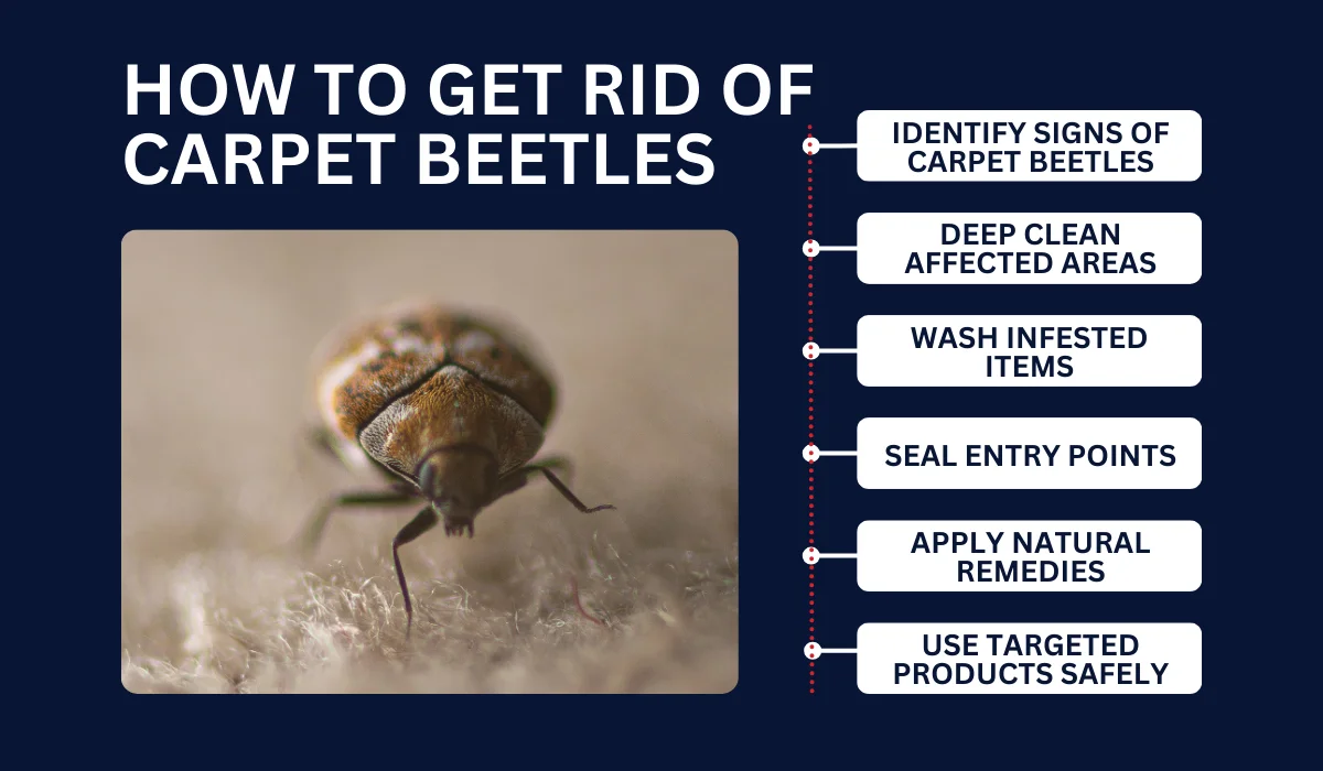 how to get rid of carpet beetles