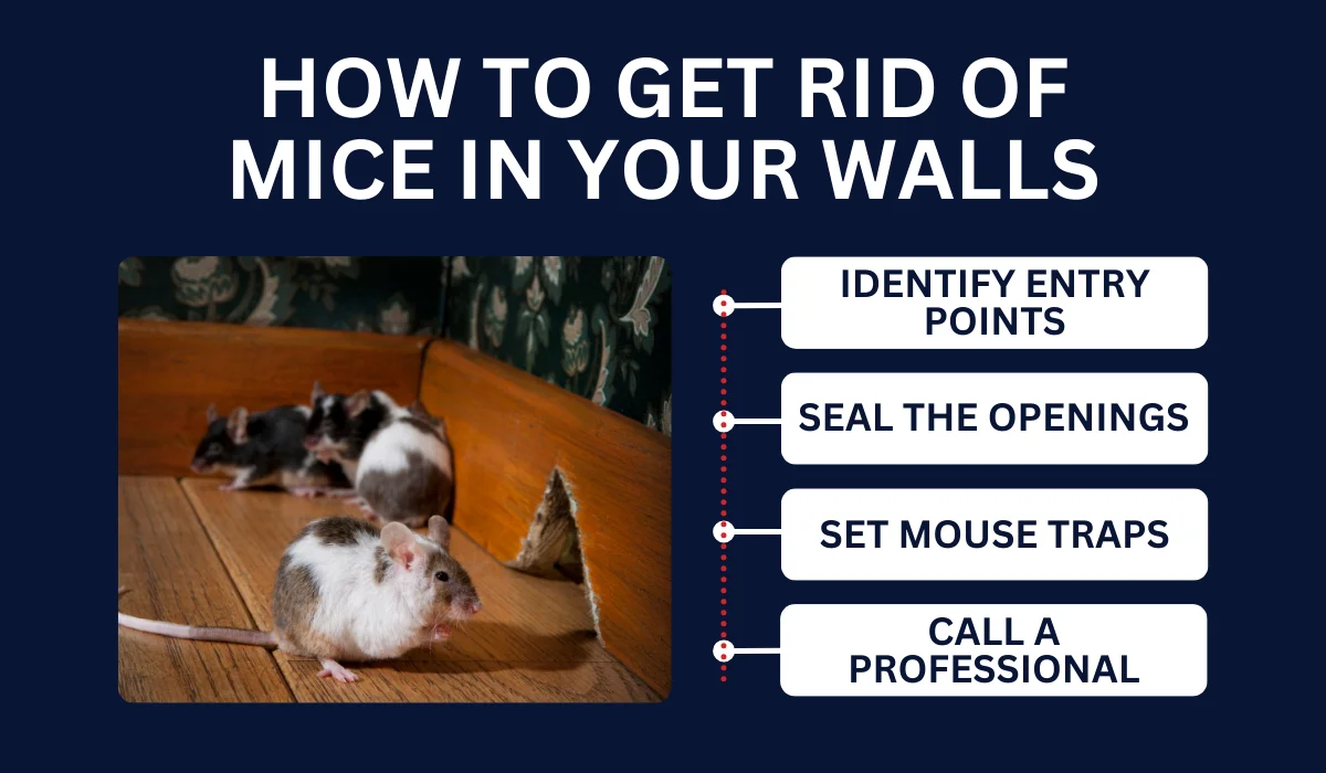 HOW TO GET RID OF MICE IN YOUR WALLS