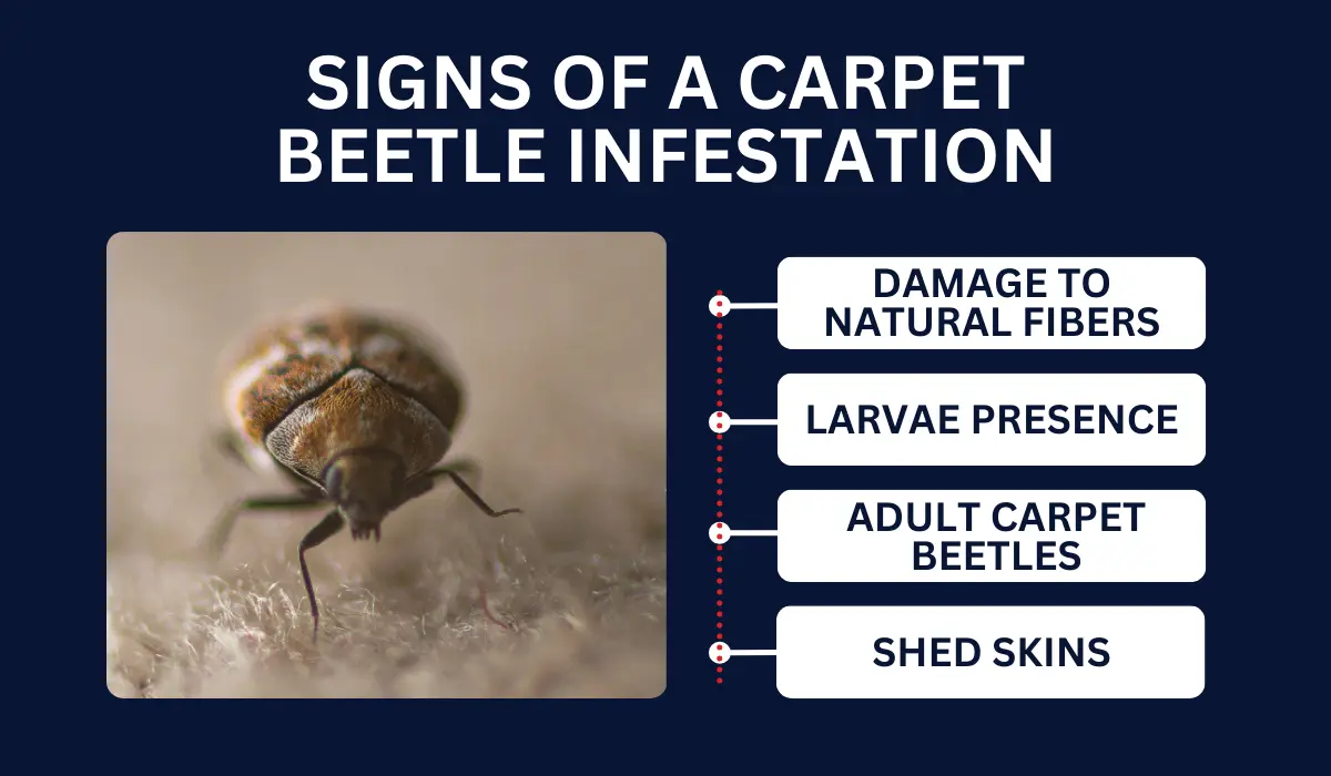  Carpet Beetle