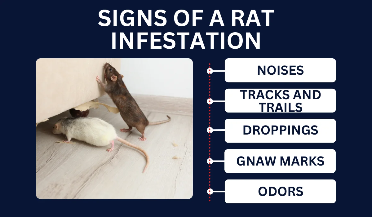 SIGNS OF A RAT INFESTATION