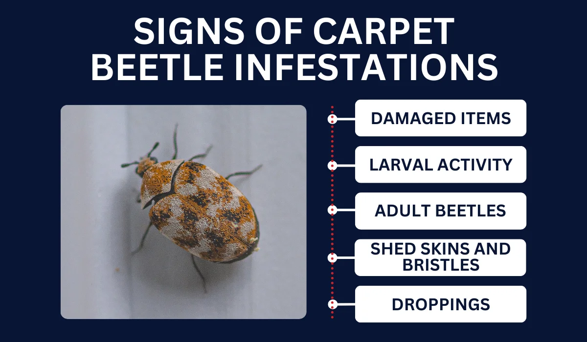 SIGNS OF CARPET BEETLE INFESTATIONS