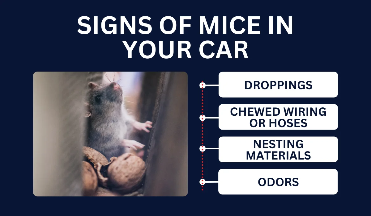 SIGNS OF MICE IN YOUR CAR