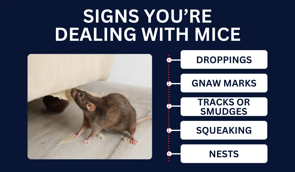 signs of mice infestation