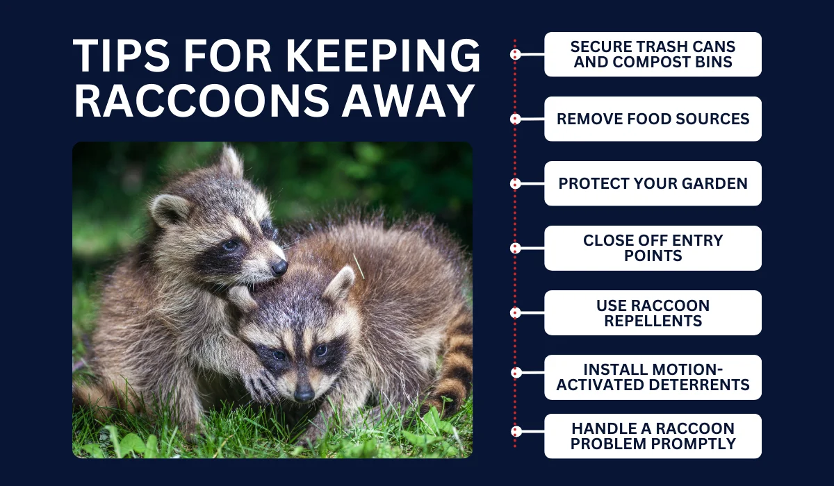 Tips for Keeping Raccoons Away