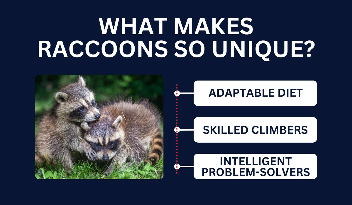 WHAT MAKES RACCOONS SO UNIQUE