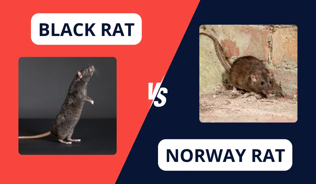 black rat vs norway rat