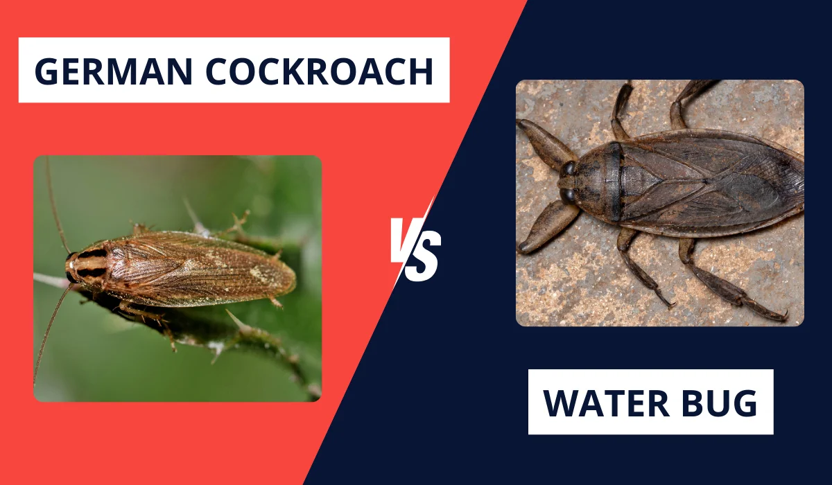 GERMAN COCKROACHES VS. WATER BUGS