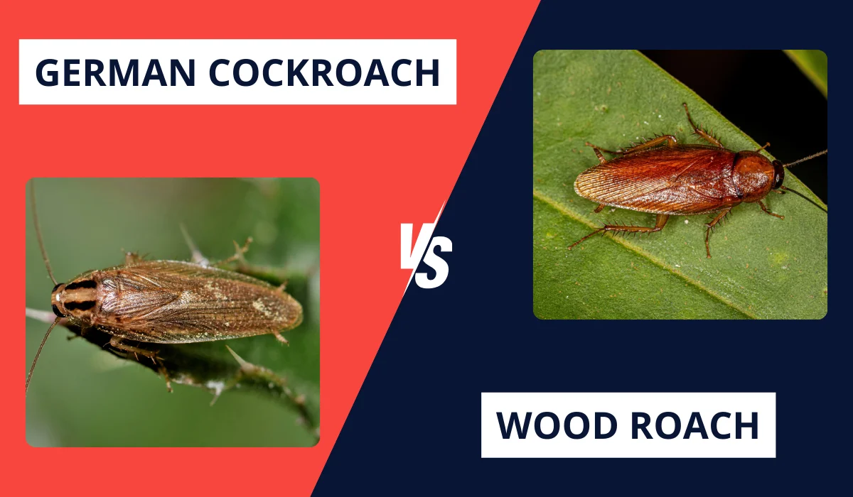 GERMAN COCKROACHES VS. WOOD ROACHES