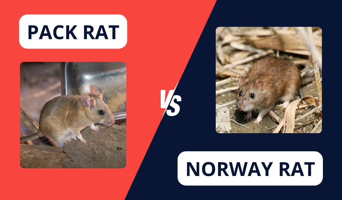 pack and norway rat comparison