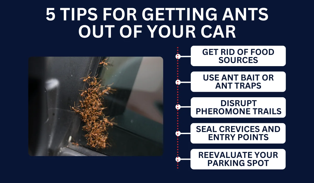 tip getting rid of ants out of car