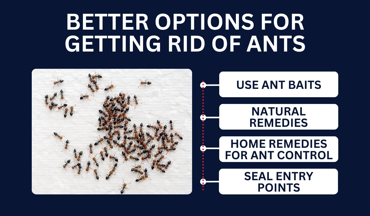 BETTER OPTIONS FOR GETTING RID OF ANTS