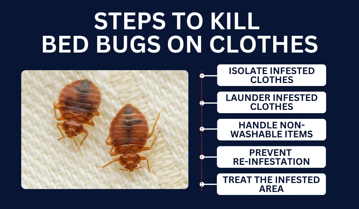 STEPS TO KILL BED BUGS ON CLOTHES