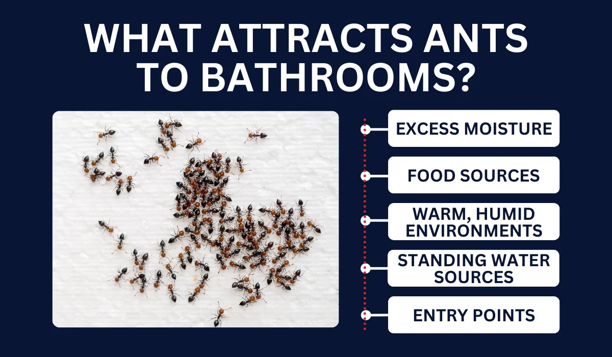 WHAT ATTRACTS ANTS TO BATHROOMS