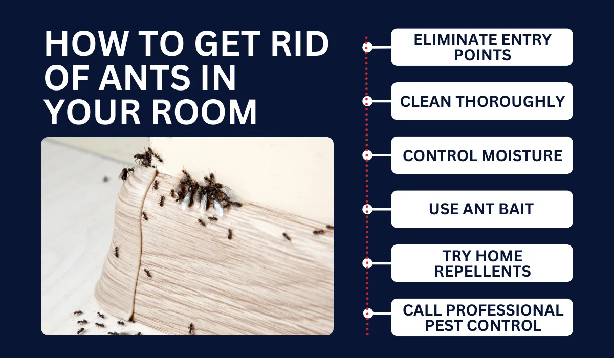 get rid of ants in your room