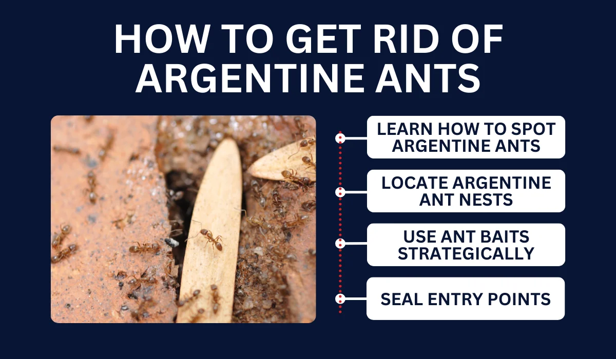 HOW TO GET RID OF ARGENTINE ANTS