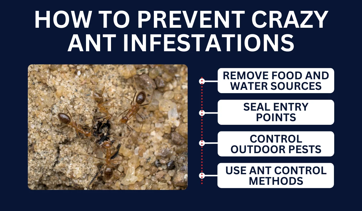 HOW TO PREVENT CRAZY ANT INFESTATIONS