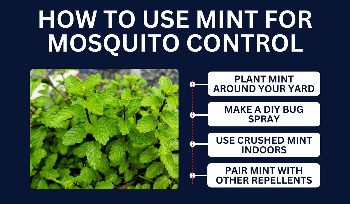 HOW TO USE MINT FOR MOSQUITO