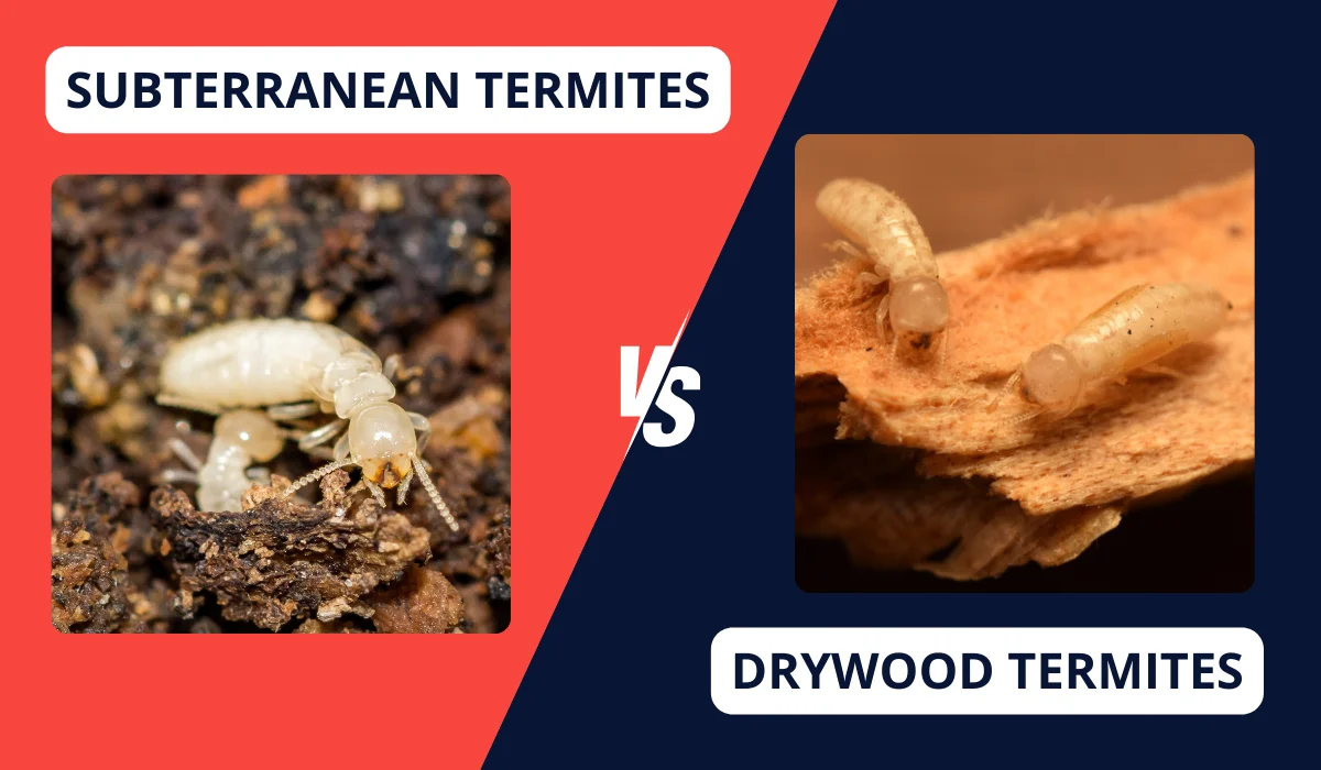 SUBTERRANEAN TERMITES VS. DRYWOOD TERMITES