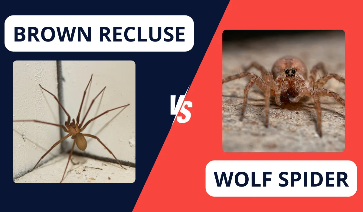 brown vs wolf spider comparison