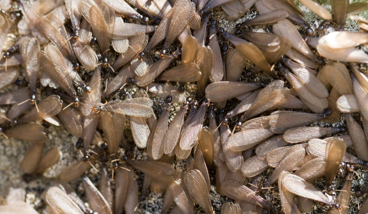 swarm of winged termite