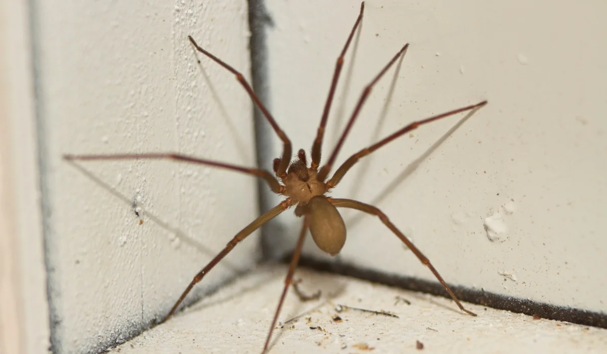 Brown Recluse Spider